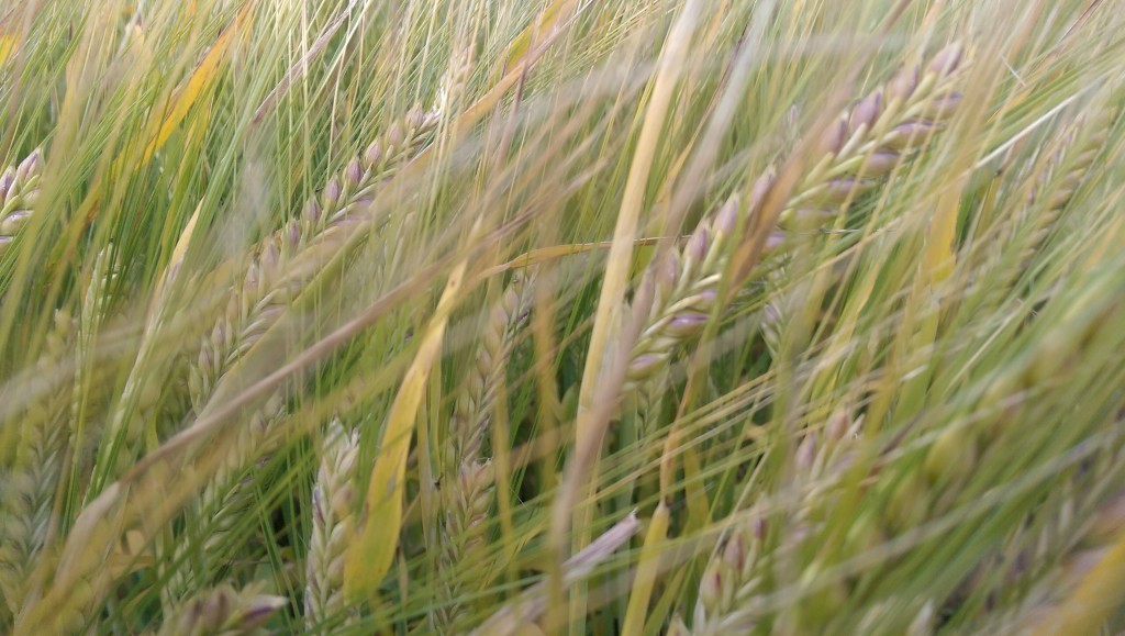 Barley in the Pewsey Vale Wiltshire 