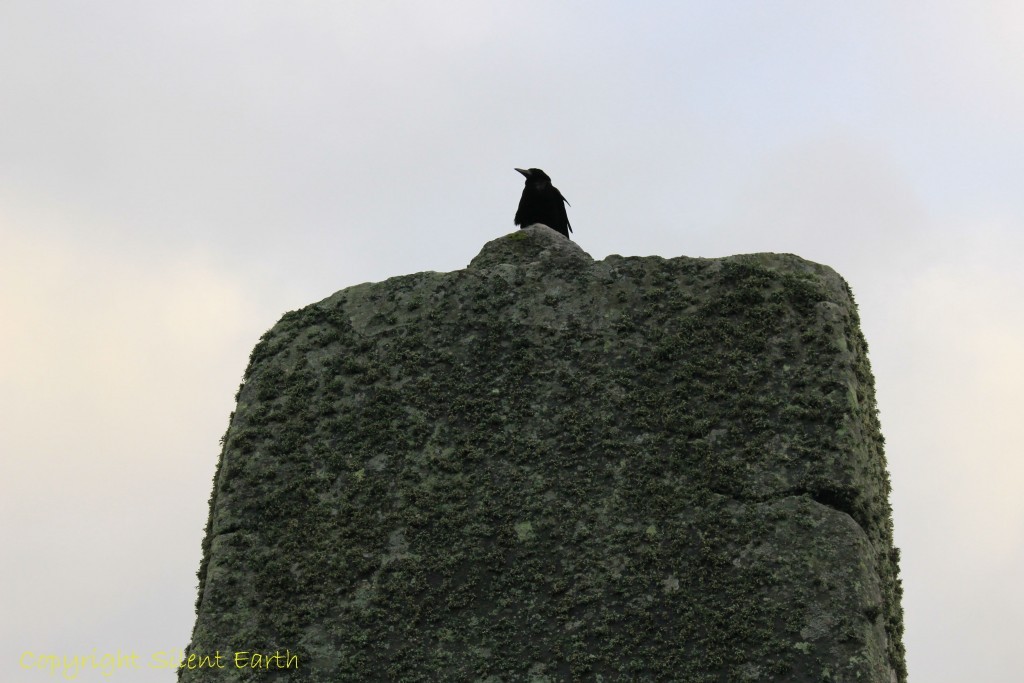 Rooks of Stonehenge