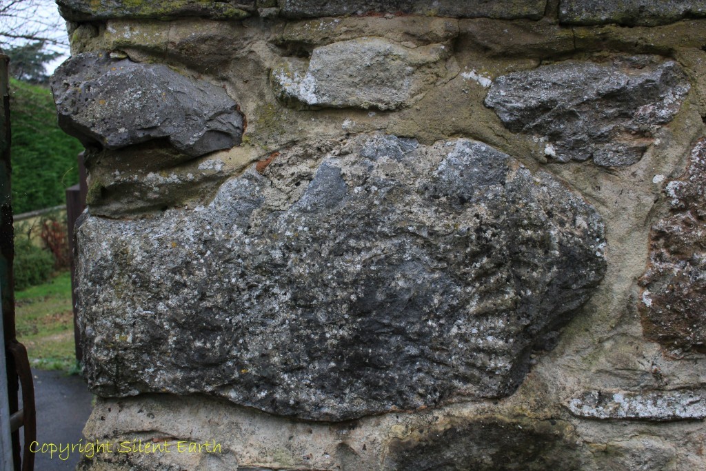Stanton Drew fossil