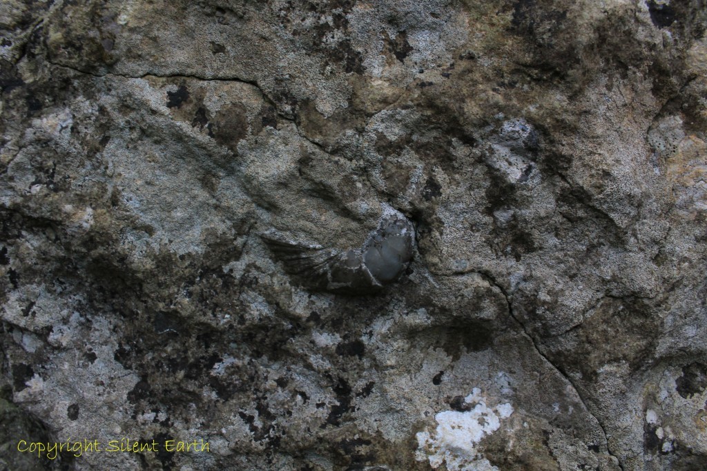Stoney Littleton long Barrow Devils toenails