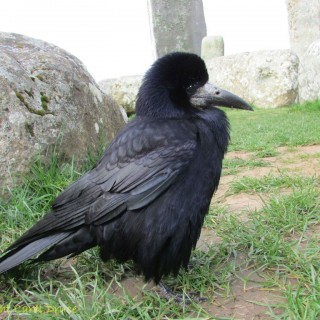 Stonehenge jackdaw