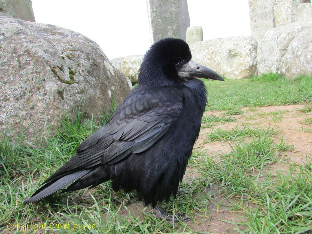 Stonehenge jackdaw
