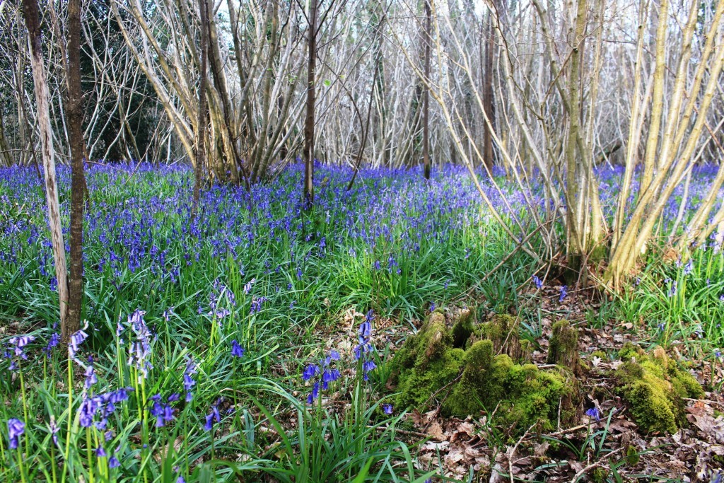 A bluebell wood in Dorset
