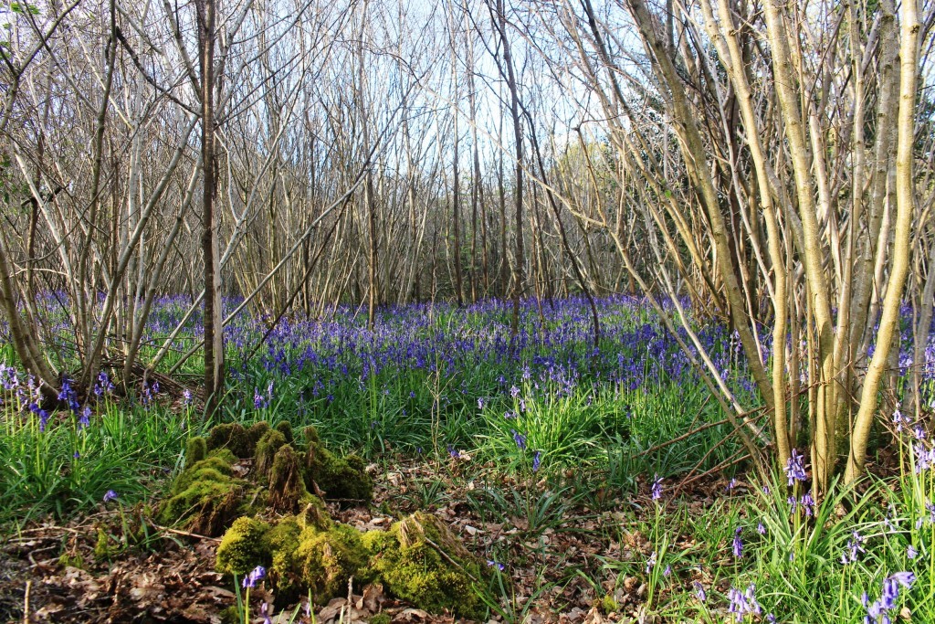 A bluebell wood in Dorset