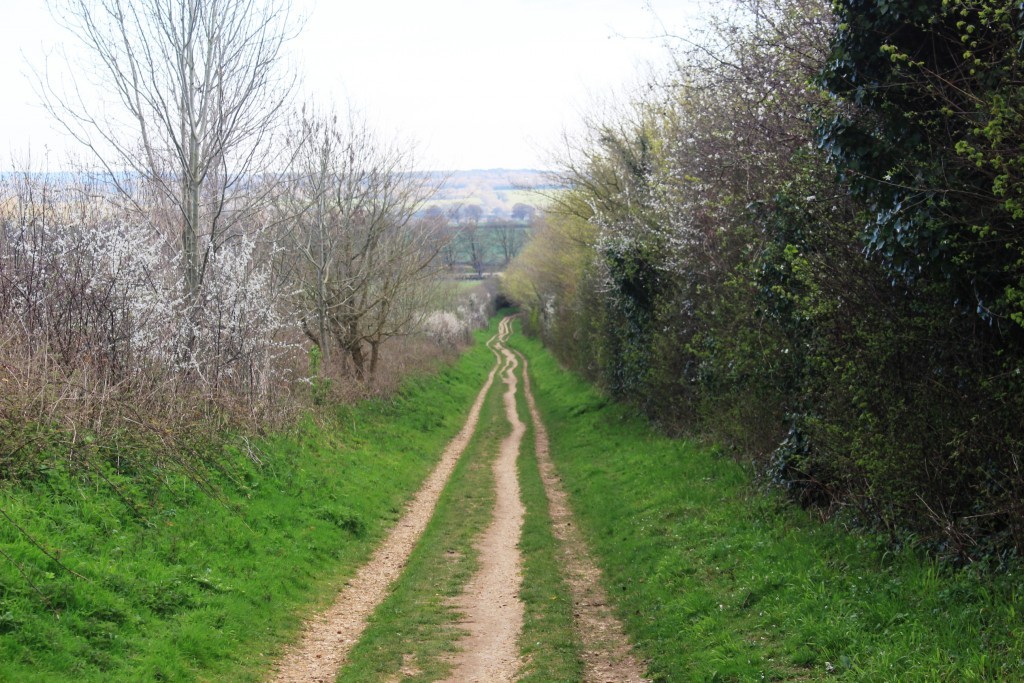 A bluebell wood in Dorset
