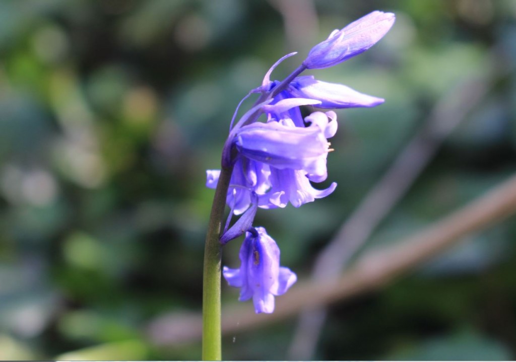 A bluebell wood in Dorset