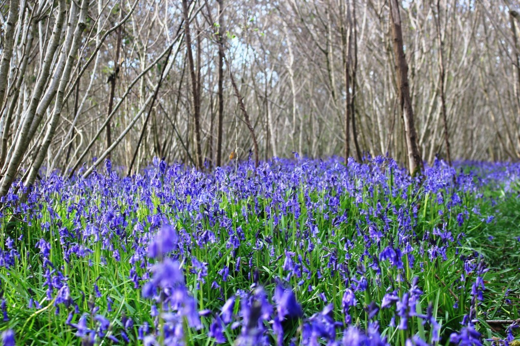 A bluebell wood in Dorset