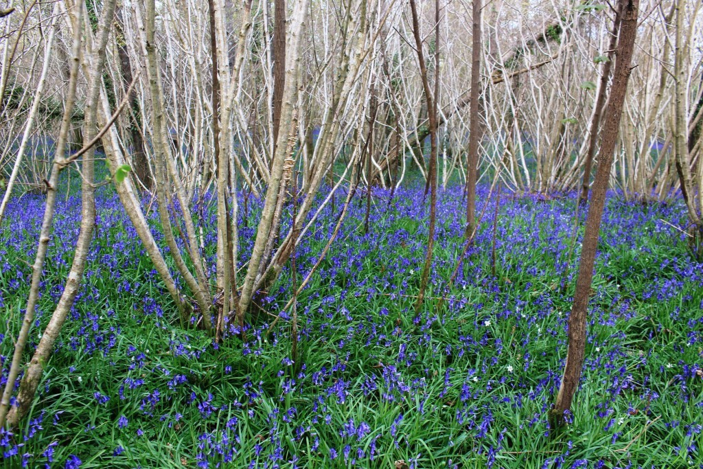 A bluebell wood in Dorset