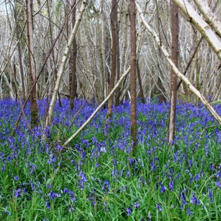 A bluebell wood in Dorset