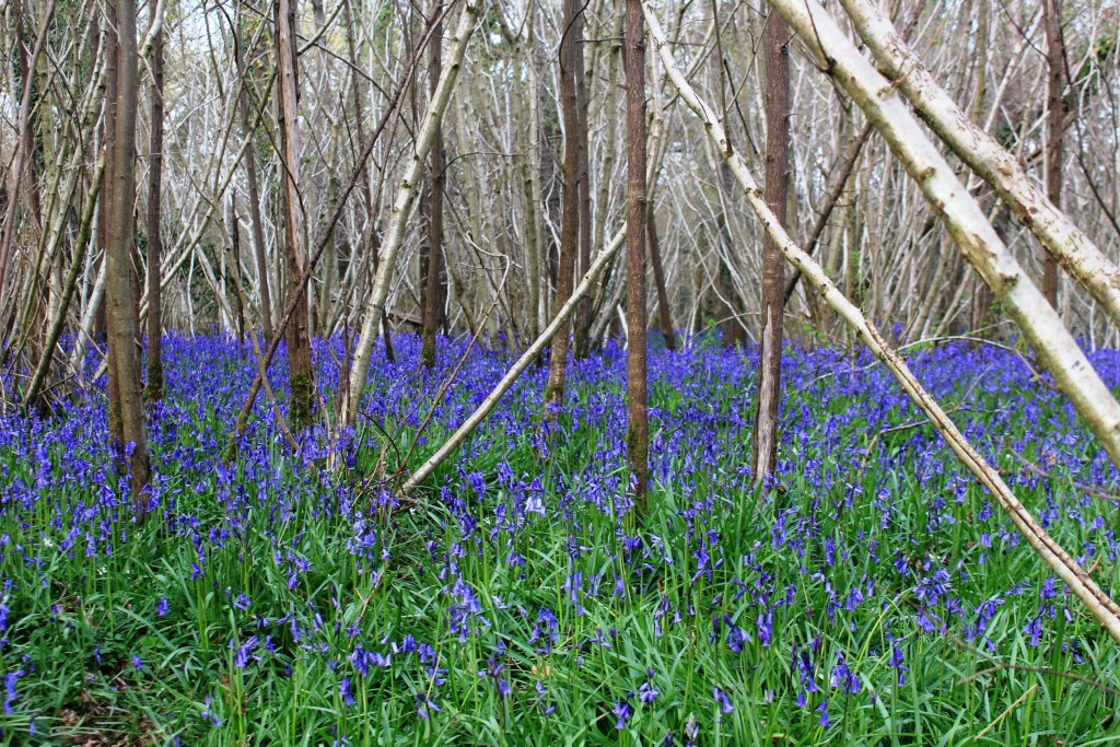 A bluebell wood in Dorset
