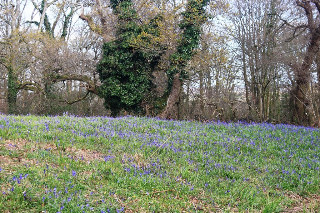 A bluebell wood in Dorset