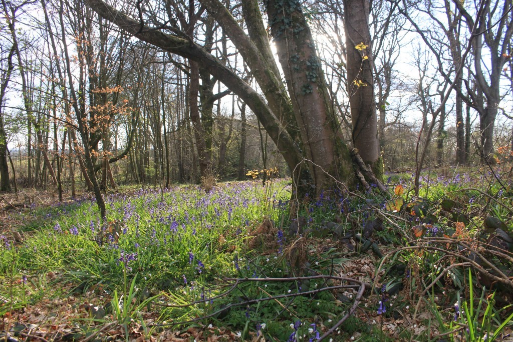 A bluebell wood in Dorset