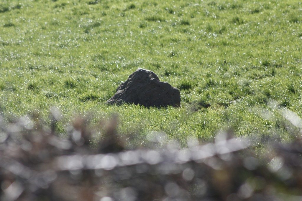 Broad Stone Stone Circle Dorset