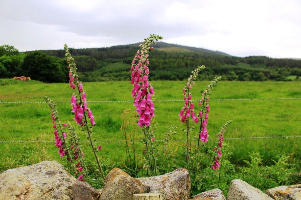 Sunhoney Recumbent Stone Circle