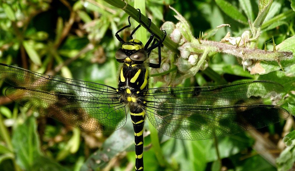 St Lukes Chapel Abbotsbury Dorset and a Golden Ringed Dragonfly